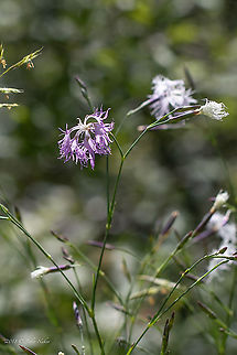 Dianthus superbus