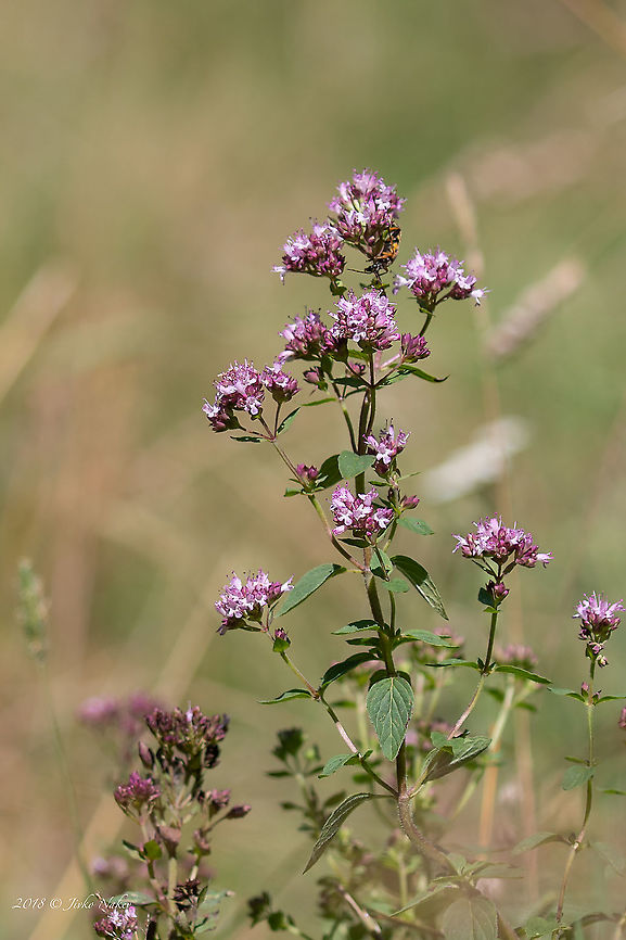 Oregano - Origanum vulgare  Bulgaria,Eudicot,Europe,Flowering Plant,Geotagged,Lamiaceae,Lamiales,Magnoliophyta,Nature,Oregano,Origanum vulgare,Plantae,Summer,Vitosha Mountain Nature Park,Wildlife