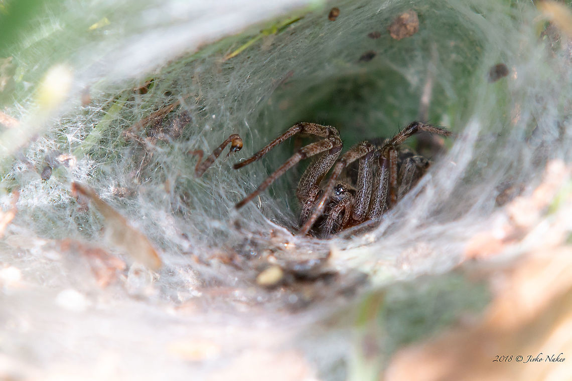 Funel web spider - Agelena labyrinthica  Agelena labyrinthica,Agelenidae,Animal,Animalia,Arachnida,Araneae,Arthropoda,Bulgaria,Geotagged,Nature,Summer,Wildlife