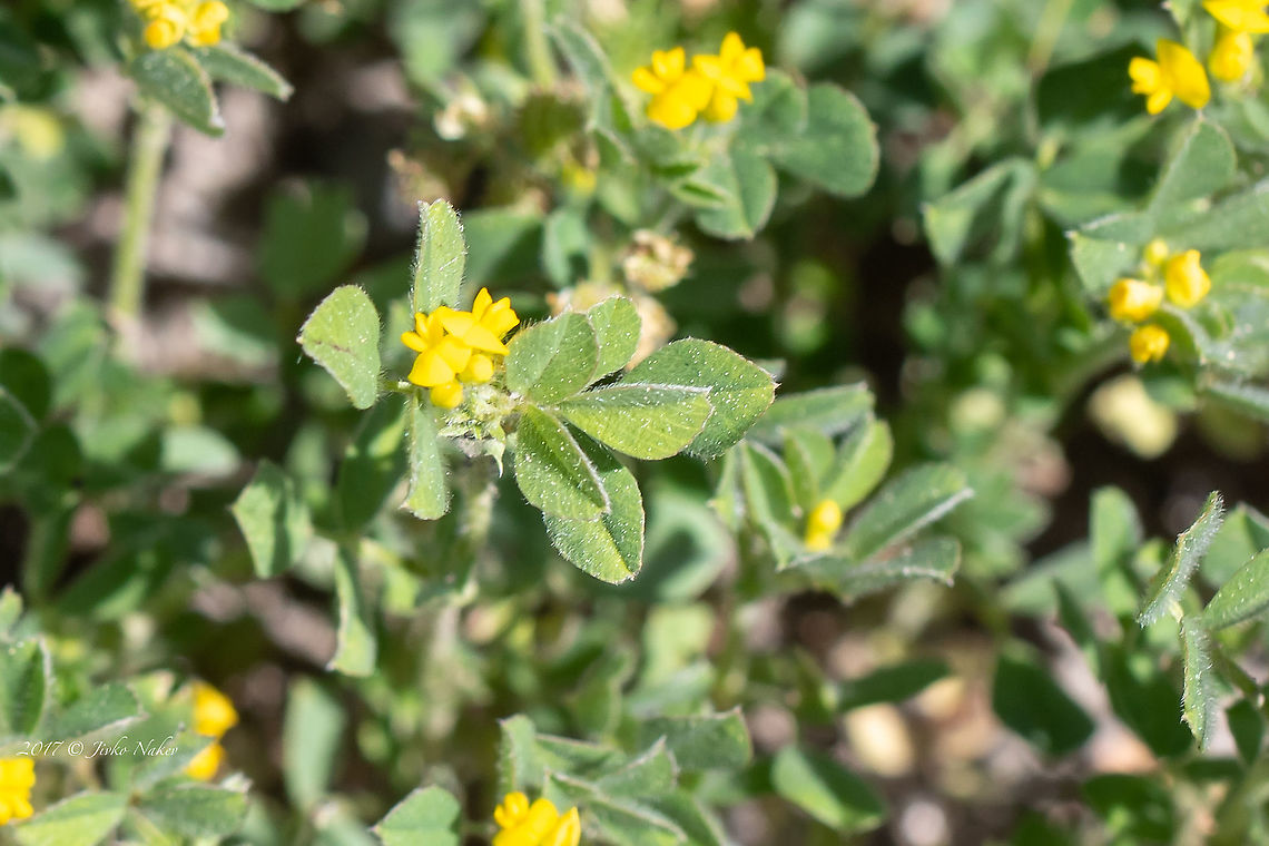 Least birdsfoot - Lotus angustissimus  Eudicot,Europe,Fabaceae,Fabales,Flowering Plant,France,Geotagged,Least birdsfoot,Lotus angustissimus,Magnoliophyta,Nature,Plantae,Provence-Alpes-C&ocirc;te d'Azur,Slender birdsfoot trefoil,Spring,Wildlife