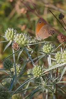 Small-headed eryngo - Eryngium creticum  Apiaceae,Apiales,Bjala reka meanders protected area,Bulgaria,Celery,Eryngium creticum,Eudicot,Europe,Flowering Plant,Geotagged,Magnoliophyta,Nature,Plantae,Rhodope mountains,Small-headed eryngo,Summer,Wildlife