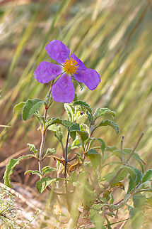 Hoary rock-rose - Cistus creticus  Cistaceae,Cistus creticus,Eudicot,Europe,Flowering Plant,Geotagged,Greece,Hoary rock-rose,Magnoliophyta,Malvales,Nature,Pink rock-rose,Plantae,Spring,Thasos Island,Wildlife