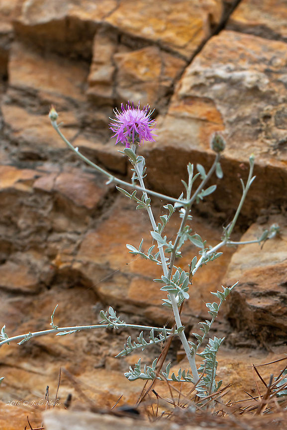 Silver knapwweed - Centaurea cineraria  Asteraceae,Asterales,Centaurea cineraria,Centaurea gymnocarpa,Dusty miller,Endangered species,Eudicot,Europe,Flowering Plant,Geotagged,Greece,Magnoliophyta,Nature,Plantae,Silver knapweed,Spring,Thasos Island,Wildlife