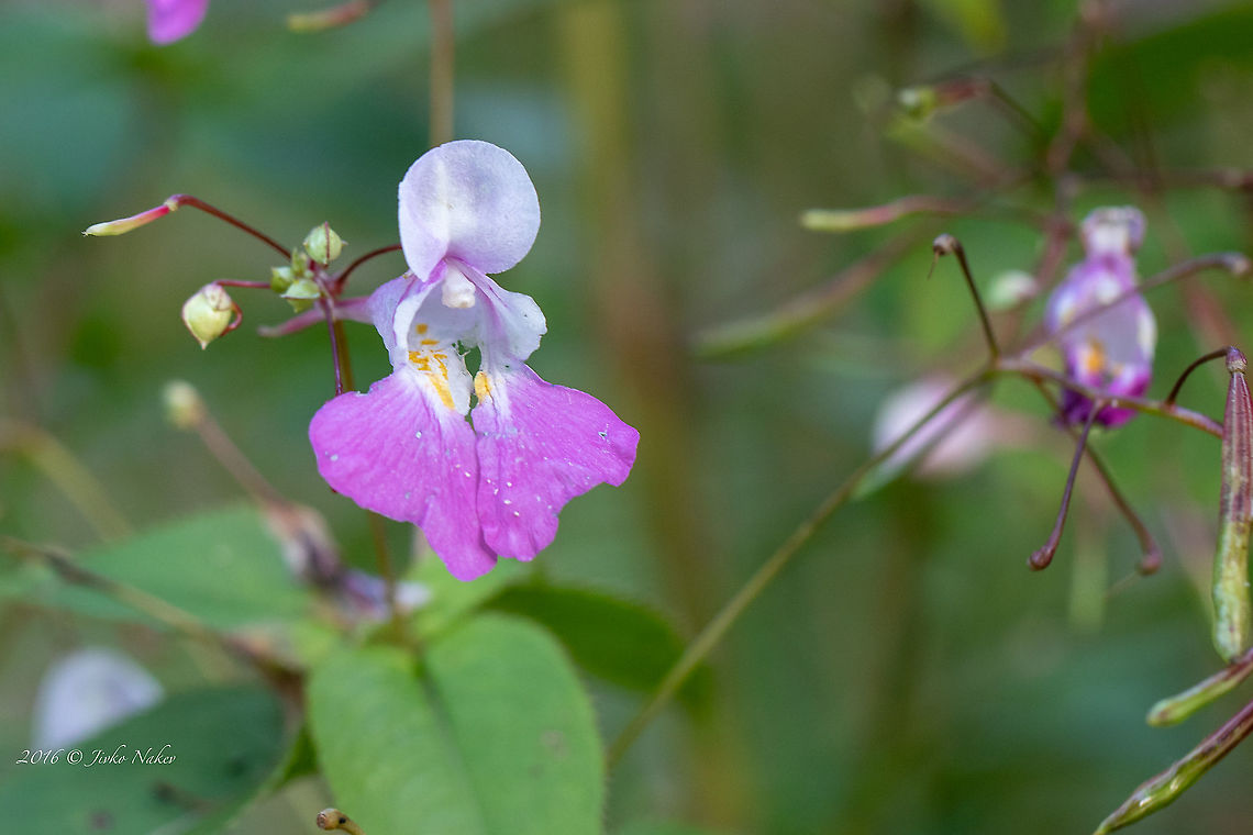 Balfour's touch-me-not - Impatiens balfourii  Balfour's touch-me-not,Balsaminaceae,Croatia,Ericales,Eudicot,Europe,Flowering Plant,Geotagged,Impatiens balfourii,Karlovac County,Kashmir balsam,Magnoliophyta,Nature,Plantae,Plitvice lakes,Summer,Wildlife