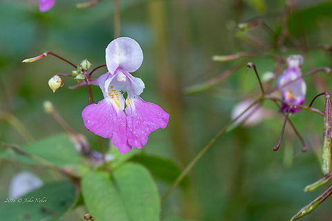 Balfour's touch-me-not - Impatiens balfourii  Balfour's touch-me-not,Balsaminaceae,Croatia,Ericales,Eudicot,Europe,Flowering Plant,Geotagged,Impatiens balfourii,Karlovac County,Kashmir balsam,Magnoliophyta,Nature,Plantae,Plitvice lakes,Summer,Wildlife