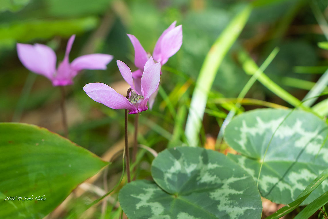 Ivy-leaved cyclamen - Cyclamen purpurascens  Croatia,Cyclamen purpurascens,Ericales,Eudicot,Flowering Plant,Geotagged,Ivy-leaved cyclamen,Magnoliophyta,Nature,Plantae,Primulaceae,Purple cyclamen,Summer,Wildlife