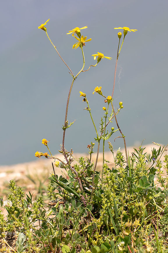 Eastern groundsel - Senecio vernalis <figure class="photo"><a href="https://www.jungledragon.com/image/88637/eastern_groundsel_-_senecio_vernalis.html" title="Eastern groundsel - Senecio vernalis"><img src="https://s3.amazonaws.com/media.jungledragon.com/images/1332/88637_thumb.jpg?AWSAccessKeyId=05GMT0V3GWVNE7GGM1R2&Expires=1759968010&Signature=6qAN7BOcuEzqfseuGI662qb5kiE%3D" width="200" height="134" alt="Eastern groundsel - Senecio vernalis https://www.jungledragon.com/image/88636/eastern_groundsel_-_senecio_vernalis.html Asteraceae,Asterales,Central Macedonia,Eastern groundsel,Eudicot,Europe,Flowering Plant,Geotagged,Greece,Lake Kerkini National Park,Magnoliophyta,Nature,Plantae,Senecio vernalis,Spring,Wildlife" /></a></figure> Asteraceae,Asterales,Central Macedonia,Eastern groundsel,Eudicot,Europe,Flowering Plant,Geotagged,Greece,Lake Kerkini National Park,Magnoliophyta,Nature,Plantae,Senecio vernalis,Spring,Wildlife