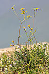 Eastern groundsel - Senecio vernalis https://www.jungledragon.com/image/88637/eastern_groundsel_-_senecio_vernalis.html Asteraceae,Asterales,Central Macedonia,Eastern groundsel,Eudicot,Europe,Flowering Plant,Geotagged,Greece,Lake Kerkini National Park,Magnoliophyta,Nature,Plantae,Senecio vernalis,Spring,Wildlife