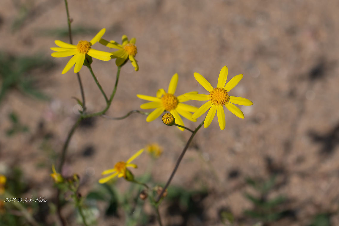 Eastern groundsel - Senecio vernalis <figure class="photo"><a href="https://www.jungledragon.com/image/88636/eastern_groundsel_-_senecio_vernalis.html" title="Eastern groundsel - Senecio vernalis"><img src="https://s3.amazonaws.com/media.jungledragon.com/images/1332/88636_thumb.jpg?AWSAccessKeyId=05GMT0V3GWVNE7GGM1R2&Expires=1769040010&Signature=8Wn55qdfPfxlsvKPOwVX7GuqYDU%3D" width="102" height="152" alt="Eastern groundsel - Senecio vernalis https://www.jungledragon.com/image/88637/eastern_groundsel_-_senecio_vernalis.html Asteraceae,Asterales,Central Macedonia,Eastern groundsel,Eudicot,Europe,Flowering Plant,Geotagged,Greece,Lake Kerkini National Park,Magnoliophyta,Nature,Plantae,Senecio vernalis,Spring,Wildlife" /></a></figure> Asteraceae,Asterales,Central Macedonia,Eastern groundsel,Eudicot,Europe,Flowering Plant,Geotagged,Greece,Lake Kerkini National Park,Magnoliophyta,Nature,Plantae,Senecio vernalis,Spring,Wildlife