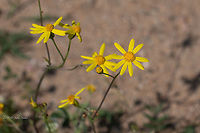 Eastern groundsel - Senecio vernalis https://www.jungledragon.com/image/88636/eastern_groundsel_-_senecio_vernalis.html Asteraceae,Asterales,Central Macedonia,Eastern groundsel,Eudicot,Europe,Flowering Plant,Geotagged,Greece,Lake Kerkini National Park,Magnoliophyta,Nature,Plantae,Senecio vernalis,Spring,Wildlife
