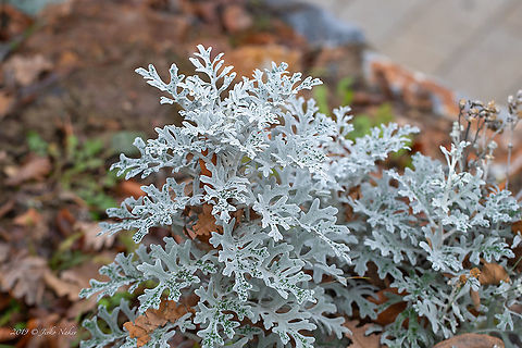 Jacobaea maritima - Silver ragwort  Asteraceae,Asterales,Dusty miller,Eudicot,Europe,Fall,Flowering Plant,Geotagged,Jacobaea maritima,Magnoliophyta,Nature,Plantae,Senecio cineraria,Serbia,Silver ragwort,Sumadija and Western Serbia,Wildlife