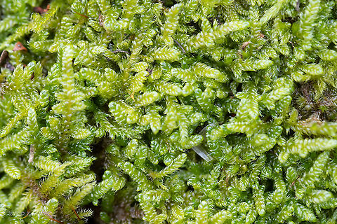 Cypress-leaved plaitmoss - Hypnum cupressiforme  Bryophyta,Bryopsida,Cypress-leaved plaitmoss,Europe,Fall,Geotagged,Hypnales,Hypnum cupressiforme,Nature,Plantae,Serbia,Sumadija and Western Serbia,Wildlife