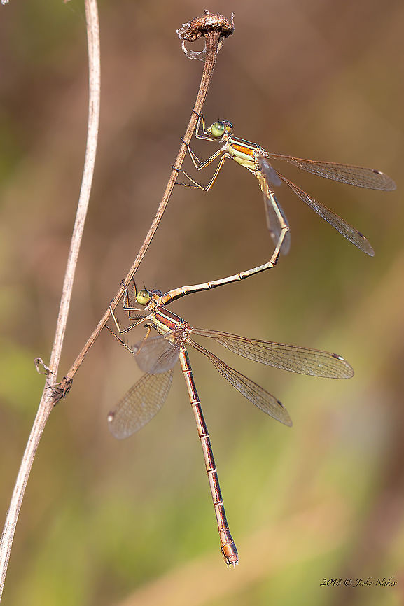 Lestes barbarus - Southern emerald damselfly  Animal,Animalia,Arthropoda,Bulgaria,Damselfly,Europe,Geotagged,Insect,Insecta,Lestes barbarus,Lestidae,Nature,Odonata,Ognyanovo dam,Sofia,Southern emerald damselfly,Summer,Wildlife,lestes barbarus