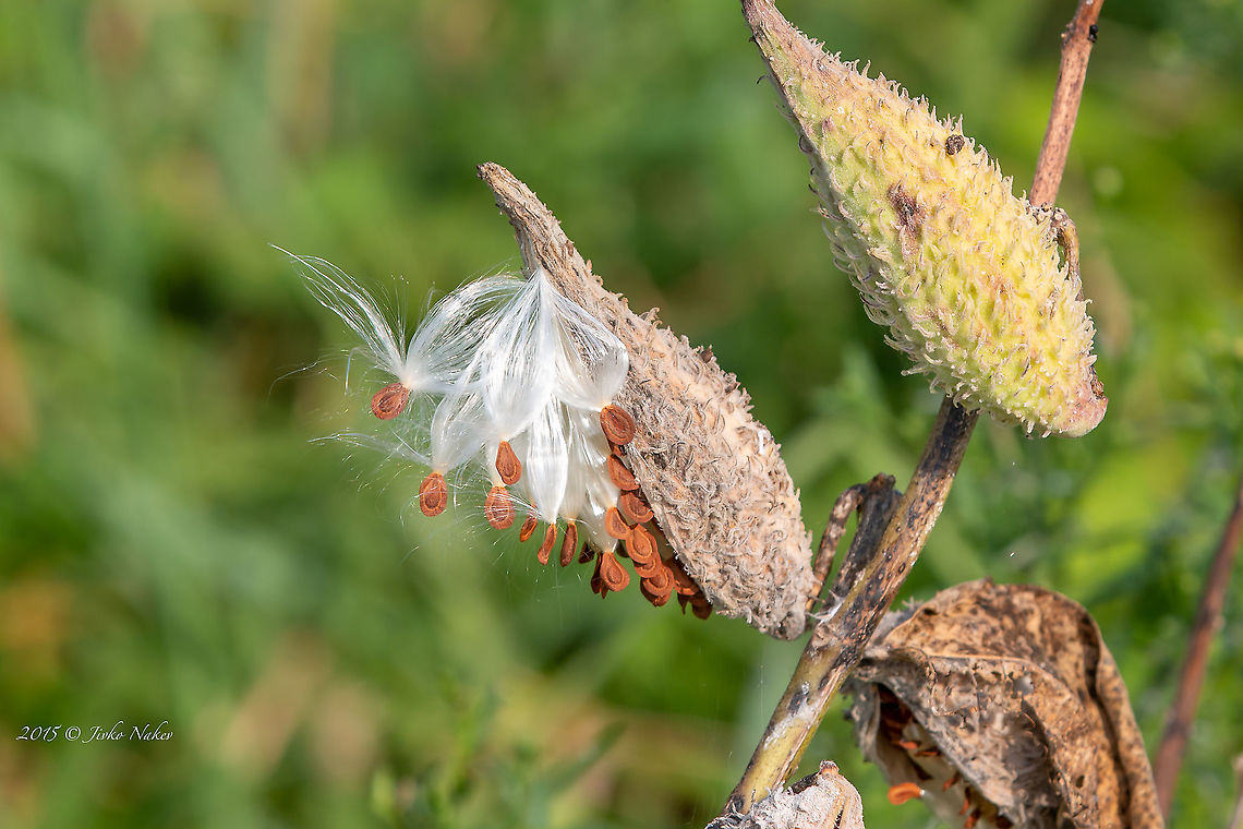 Asclepias syriaca - Common milkweed, Silkweed  Apocynaceae,Asclepias syriaca,Belgrade,Common milkweed,Eudicot,Europe,Flowering Plant,Gentianales,Geotagged,Magnoliophyta,Nature,Plantae,Serbia,Summer,Wildlife