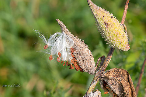 Asclepias syriaca - Common milkweed, Silkweed  Apocynaceae,Asclepias syriaca,Belgrade,Common milkweed,Eudicot,Europe,Flowering Plant,Gentianales,Geotagged,Magnoliophyta,Nature,Plantae,Serbia,Summer,Wildlife