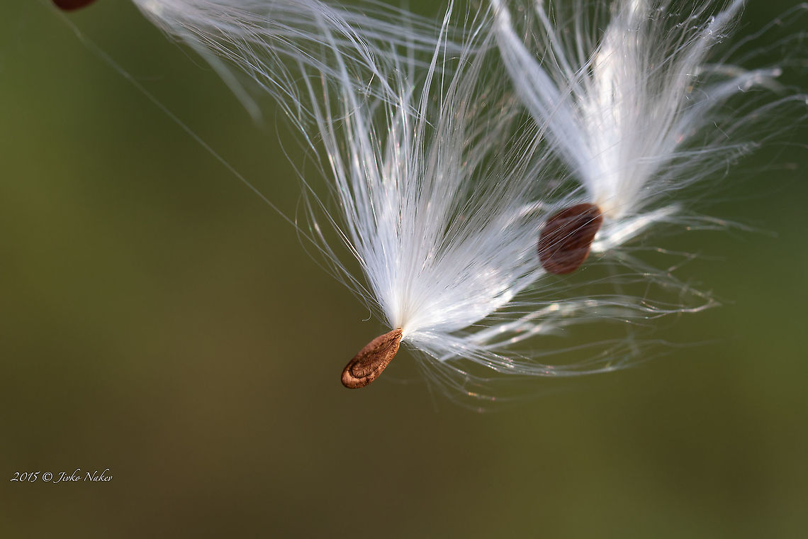 Asclepias syriaca fairy seeds - Common milkweed, Silkweed  Apocynaceae,Asclepias syriaca,Belgrade,Common milkweed,Eudicot,Europe,Flowering Plant,Gentianales,Geotagged,Magnoliophyta,Nature,Plantae,Serbia,Summer,Wildlife