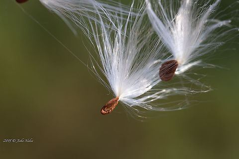 Asclepias syriaca fairy seeds - Common milkweed, Silkweed  Apocynaceae,Asclepias syriaca,Belgrade,Common milkweed,Eudicot,Europe,Flowering Plant,Gentianales,Geotagged,Magnoliophyta,Nature,Plantae,Serbia,Summer,Wildlife