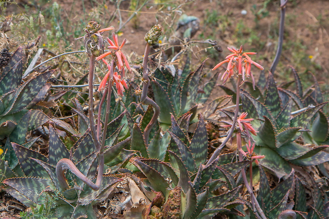 Aloe maculata - Soap aloe  Aloe maculata,Aloe saponaria,Asparagales,Asphodelaceae,Barcelona,Catalonia,Europe,Flowering Plant,Geotagged,Magnoliophyta,Monocot,Nature,Plantae,Soap aloe,Spain,Spring,Wildlife