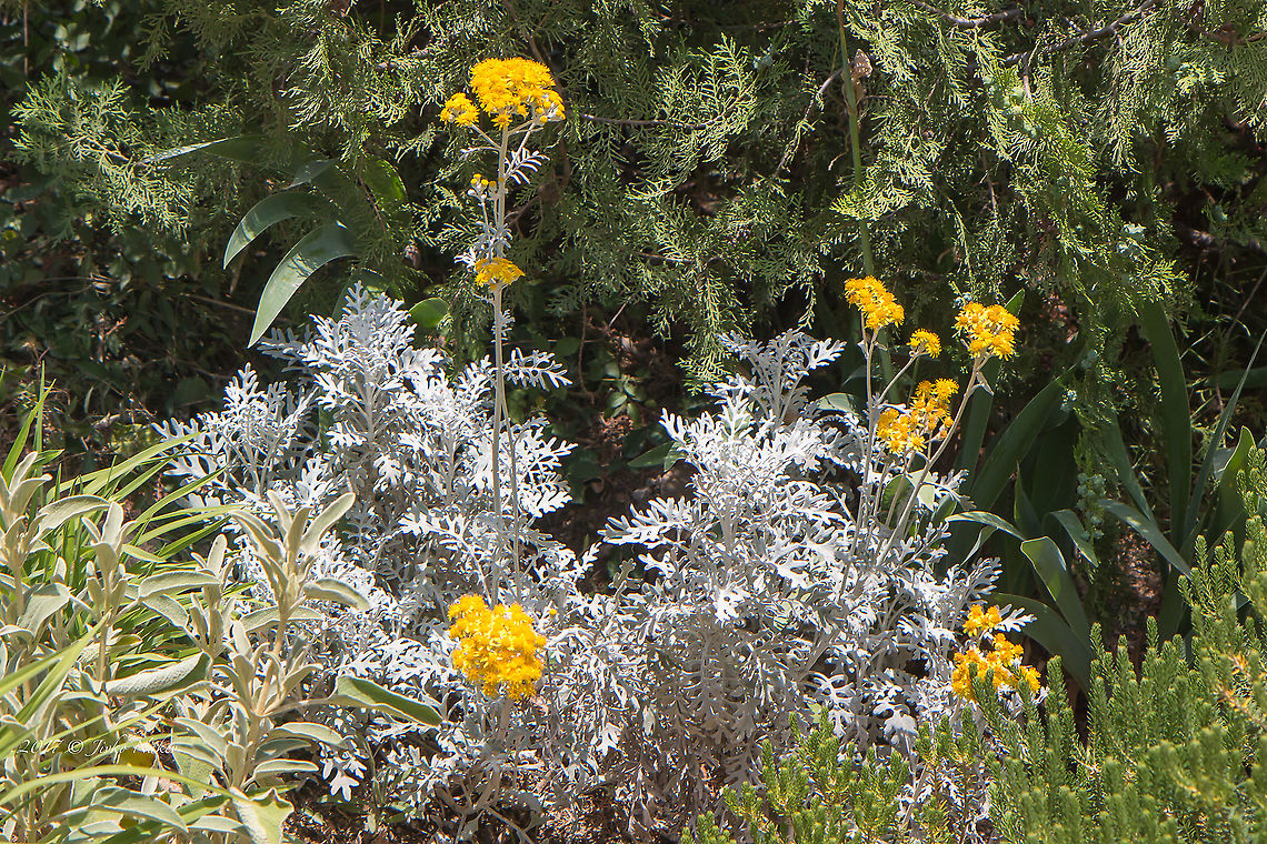 Jacobaea maritima - Silver ragwort  Asteraceae,Asterales,Dusty miller,Eudicot,Flowering Plant,Geotagged,Jacobaea maritima,Magnoliophyta,Nature,Plantae,Senecio cineraria,Silver ragwort,Spain,Spring,Wildlife