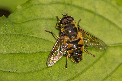 Drone Fly - Eristalis tenax  Animal,Animalia,Arthropoda,Diptera,Drone fly,Eristalis tenax,Europe,Geotagged,Hoverfly,Insect,Insecta,Italy,Nature,Riserva naturale della Val Rosandra,Spring,Syrphid fly,Syrphidae,Wildlife