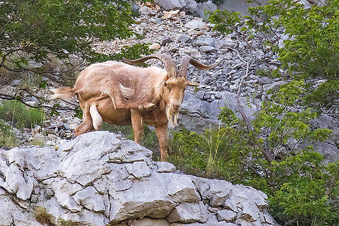 I am a man! Domestic goat male - Capra aegagrus hircus. Spotted on the rocky slope of the mountain above Trieste. Animal,Animalia,Artiodactyla,Bovidae,Capra aegagrus hircus,Chordata,Domestic Goat,Domestic goat,Europe,Geotagged,Italy,Mammalia,Nature,Riserva naturale della Val Rosandra,Spring,Wildlife,even-toed,mammals