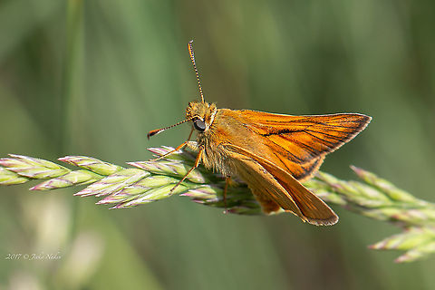 Essex skipper - Thymelicus lineola  Animal,Animalia,Arthropoda,Essex skipper,Europe,France,Geotagged,Hesperiidae,Insect,Insecta,Lepidoptera,Nature,Regional Nature Park of the Camargue,Skipper butterfly,Spring,Thymelicus lineola,Wildlife