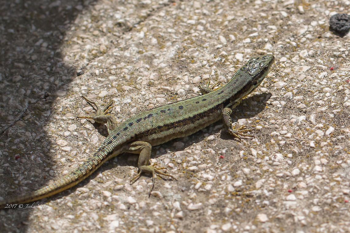 Italian wall lizard - Podarcis siculus Highly variable coloration. Currently, over 70 subspecies are recorded. Most probably this one is P.s.campestris Animal,Animalia,Chordata,Europe,France,Geotagged,Italian wall lizard,Italian wall lizards,Lacertidae,Nature,Podarcis siculus,Regional Nature Park of the Camargue,Reptilia,Spring,Squamata,Wildlife