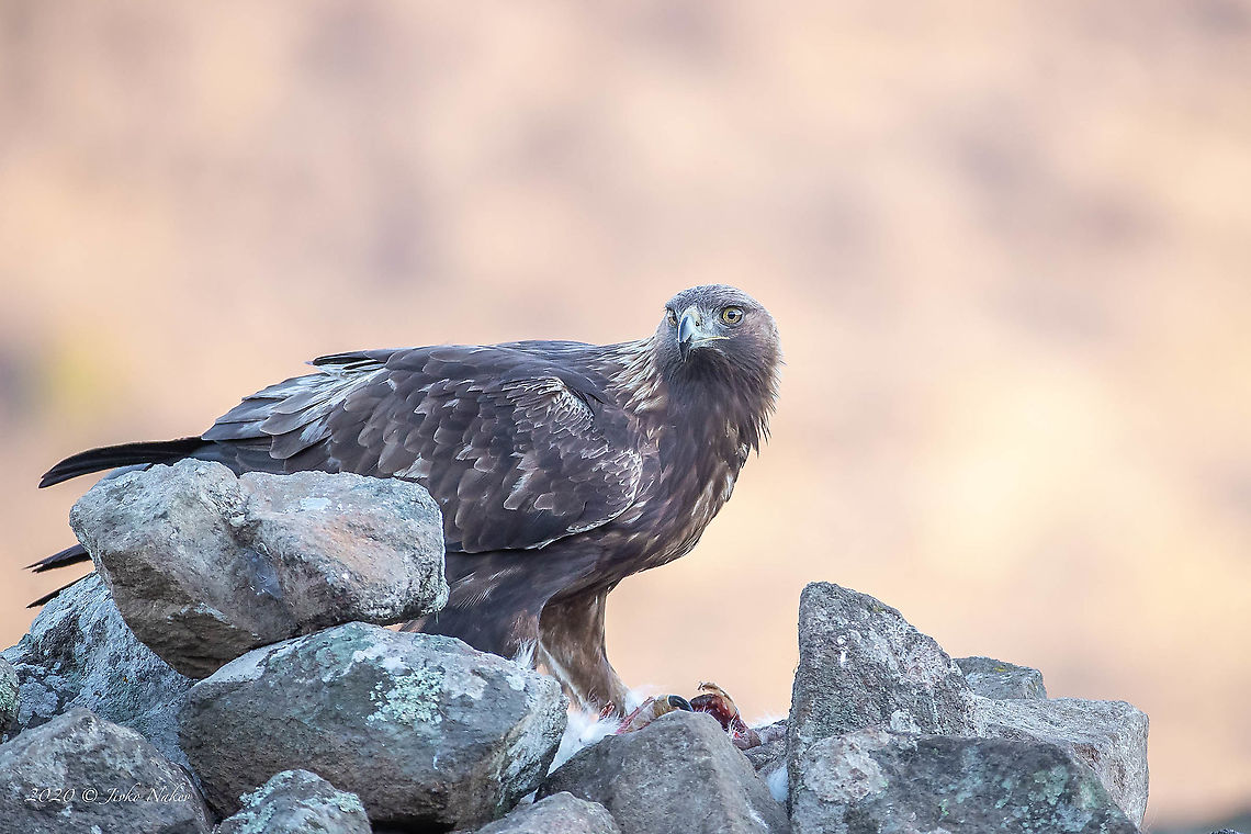 Golden eagle - Aquila chrysaetos This is a wonderful majestic bird. It was worth the wait in the cold weather in the hide to take pictures of this magnificent bird. Accipitridae,Accipitriformes,Animal,Animalia,Aquila chrysaetos,Aves,Bird,Bird of prey,Bulgaria,Chordata,Europe,Geotagged,Golden Eagle,Golden eagle,Nature,Rhodope mountains,Wildlife,Winter
