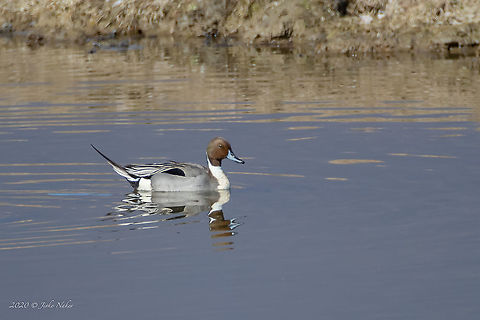 Northern pintail - Anas acuta Distant photo - big crop. Testing my new lens EF600mm f/4L IS III USM + 1.4x III Anas acuta,Anatidae,Animal,Animalia,Anseriformes,Aves,Bird,Central Macedonia,Chordata,Europe,Geotagged,Greece,Lake Kerkini National Park,Nature,Northern Pintail,Northern pintail,Wildlife,Winter