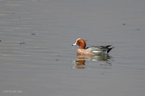 Eurasian wigeon - Anas penelope Distant photo - big crop. Testing my new lens EF600mm f/4L IS III USM + 1.4x III Anas penelope,Anatidae,Animal,Animalia,Anseriformes,Aves,Bird,Central Macedonia,Chordata,Eurasian wigeon,Europe,Geotagged,Greece,Lake Kerkini National Park,Mareca penelope,Nature,Wildlife,Winter