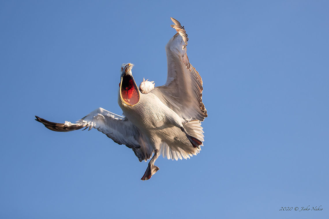 Dalmatian pelican - Pelecanus crispus  Animal,Animalia,Aves,Bird,Central Macedonia,Chordata,Dalmatian Pelican,Dalmatian pelican,Europe,Greece,Lake Kerkini National Park,Nature,Pelecanidae,Pelecaniformes,Pelecanus crispus,Wildlife,beak,feather,flying bird,wings