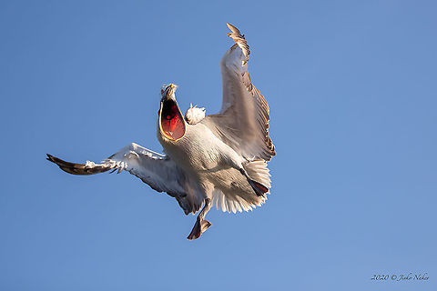 Dalmatian pelican - Pelecanus crispus  Animal,Animalia,Aves,Bird,Central Macedonia,Chordata,Dalmatian Pelican,Dalmatian pelican,Europe,Greece,Lake Kerkini National Park,Nature,Pelecanidae,Pelecaniformes,Pelecanus crispus,Wildlife,beak,feather,flying bird,wings