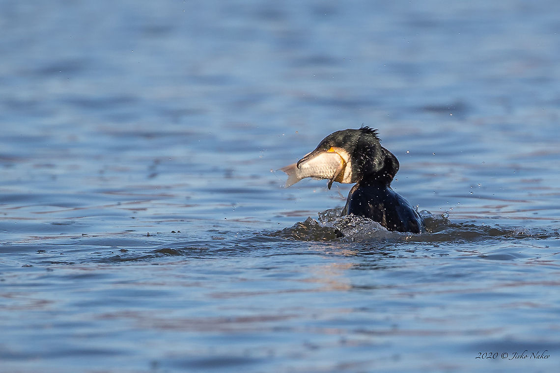 Not an easy task! Great black cormorant - Phalacrocorax carbo Animal,Animalia,Aves,Bird,Central Macedonia,Chordata,Europe,Geotagged,Great Cormorant,Great black cormorant,Greece,Lake Kerkini National Park,Nature,Phalacrocoracidae,Phalacrocorax carbo,Seabird,Suliformes,Wildlife,Winter