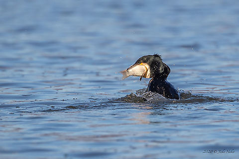 Not an easy task! Great black cormorant - Phalacrocorax carbo Animal,Animalia,Aves,Bird,Central Macedonia,Chordata,Europe,Geotagged,Great Cormorant,Great black cormorant,Greece,Lake Kerkini National Park,Nature,Phalacrocoracidae,Phalacrocorax carbo,Seabird,Suliformes,Wildlife,Winter