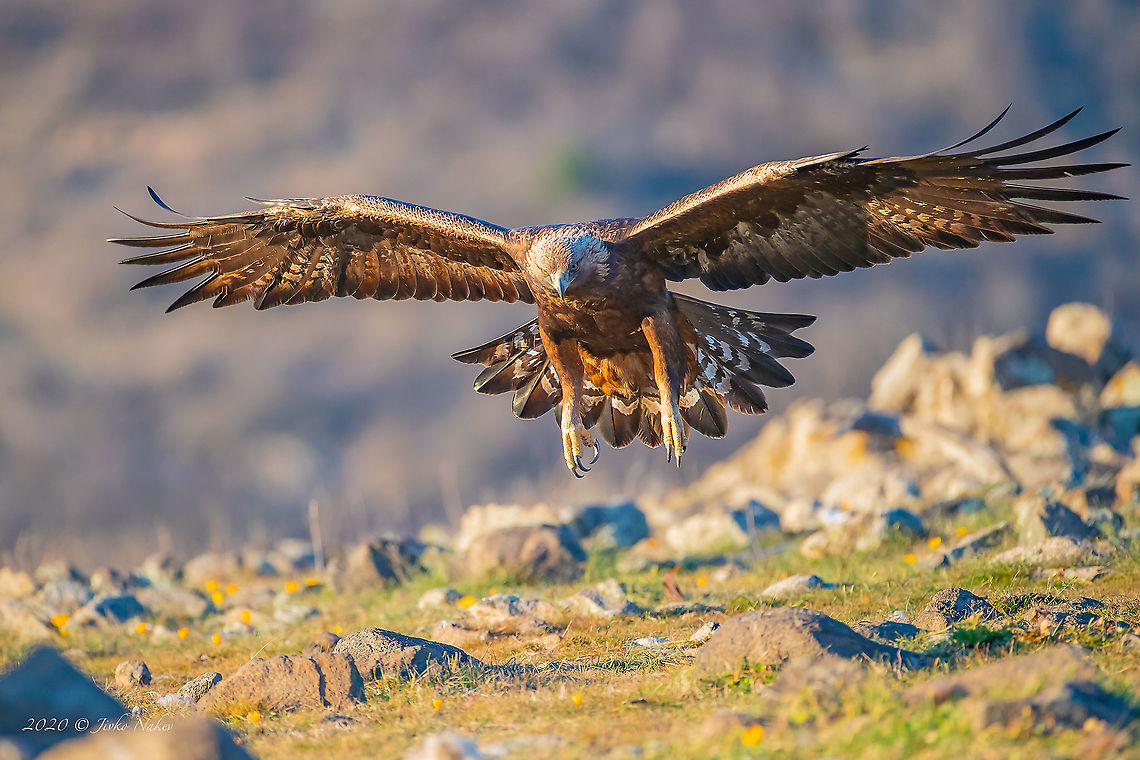 Golden eagle - Aquila chrysaetos  Accipitridae,Accipitriformes,Animal,Animalia,Aquila chrysaetos,Aves,Bird,Bird of prey,Bulgaria,Chordata,Europe,Geotagged,Golden Eagle,Golden eagle,Nature,Rhodope mountains,Wildlife,Winter
