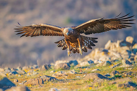 Golden eagle - Aquila chrysaetos  Accipitridae,Accipitriformes,Animal,Animalia,Aquila chrysaetos,Aves,Bird,Bird of prey,Bulgaria,Chordata,Europe,Geotagged,Golden Eagle,Golden eagle,Nature,Rhodope mountains,Wildlife,Winter
