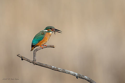 Common kingfisher - Alcedo atthis atthis At speed 1/4000s I switched off the lens stabilizer and think the result is OK! With monopod. Alcedinidae,Alcedo atthis,Alcedo atthis atthis,Animal,Animalia,Aves,Bird,Bulgaria,Chordata,Common Kingfisher,Common kingfisher,Coraciformes,Europe,Geotagged,Nature,Sofia,South park,Wildlife,Winter