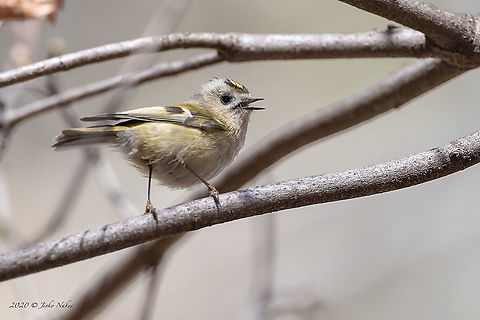 Goldcrest - Regulus regulus This is my 1000th photographed species! Animal,Animalia,Aves,Bird,Bulgaria,Chordata,Europe,Geotagged,Goldcrest,Nature,Passeriformes,Passerine,Regulidae,Regulus regulus,Sofia,West park,Wildlife,Winter