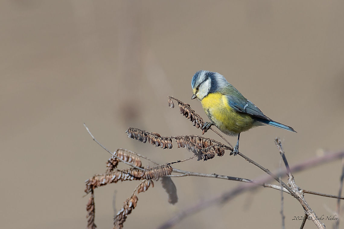 Blue tit - Cyanistes caeruleus  Animal,Animalia,Aves,Bird,Central Macedonia,Chordata,Cyanistes caeruleus,Eurasian Blue Tit,Eurasian blue tit,Europe,Geotagged,Greece,Lake Kerkini National Park,Nature,Paridae,Passeriformes,Passerine,Wildlife,Winter
