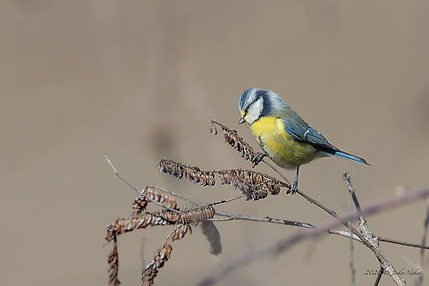 Blue tit - Cyanistes caeruleus  Animal,Animalia,Aves,Bird,Central Macedonia,Chordata,Cyanistes caeruleus,Eurasian Blue Tit,Eurasian blue tit,Europe,Geotagged,Greece,Lake Kerkini National Park,Nature,Paridae,Passeriformes,Passerine,Wildlife,Winter