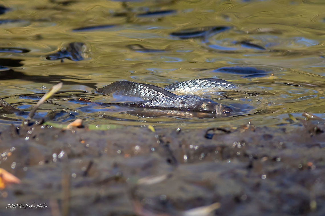 Prussian carp - Carassius gibelio In Vitosha Mountain, near Sofia, there is a botanical reserve with a very small pond, in which I never expected to see fish. Last year in October, the water was very low and I was surprised to see fish flipping in the shallows. I was unable to get any closer because I sank to my knees in the mud, but I managed to take some pictures. It turned out to be Prussian carp, which some unscrupulous put into the pond. I don&#039;t believe they survived the winter because the pond completely freezes. Actinoperygii,Animal,Animalia,Bulgaria,Carassius gibelio,Chordata,Cyprinidae,Cypriniformes,Europe,Fall,Geotagged,Nature,Prussian carp,Ray-finned fish,Vitosha Mountain Nature Park,Wildlife
