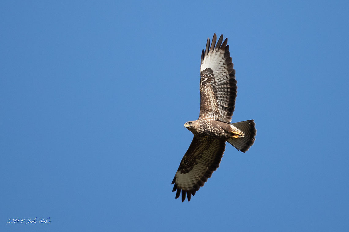 Common buzzard over lake Kerkini, Greece - Buteo buteo  Accipitridae,Accipitriformes,Animal,Animalia,Aves,Bird,Bird of prey,Buteo buteo,Central Macedonia,Chordata,Common buzzard,Europe,Fall,Geotagged,Greece,Lake Kerkini National Park,Nature,Wildlife