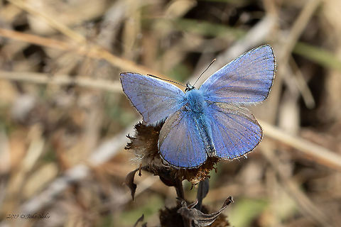 Polyommatus icarus  Animal,Animalia,Arthropoda,Bulgaria,Common blue,Europe,Geotagged,Insect,Insecta,Lepidoptera,Lycaenidae,Nature,Polyommatus icarus,Sofia,Summer