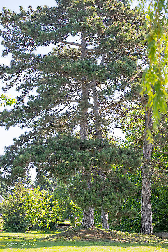 Austrian pine - Pinus nigra ssp. nigra <figure class="photo"><a href="https://www.jungledragon.com/image/91453/austrian_pine_-_pinus_nigra_ssp._nigra.html" title="Austrian pine - Pinus nigra ssp. nigra"><img src="https://s3.amazonaws.com/media.jungledragon.com/images/1332/91453_thumb.jpg?AWSAccessKeyId=05GMT0V3GWVNE7GGM1R2&Expires=1759968010&Signature=1iTFR9wETCGkZvey4rpYo2BZPRE%3D" width="102" height="152" alt="Austrian pine - Pinus nigra ssp. nigra https://www.jungledragon.com/image/91452/austrian_pine_-_pinus_nigra_ssp._nigra.html<br />
https://www.jungledragon.com/image/91454/austrian_pine_-_pinus_nigra_ssp._nigra.html Austrian pine,Black pine,Geotagged,Hungary,Nature,Pinaceae,Pinales,Pinophyta,Pinopsida,Pinus nigra ssp. nigra,Plantae,Spring,Wildlife" /></a></figure><br />
<figure class="photo"><a href="https://www.jungledragon.com/image/91454/austrian_pine_-_pinus_nigra_ssp._nigra.html" title="Austrian pine - Pinus nigra ssp. nigra"><img src="https://s3.amazonaws.com/media.jungledragon.com/images/1332/91454_thumb.jpg?AWSAccessKeyId=05GMT0V3GWVNE7GGM1R2&Expires=1759968010&Signature=8KadouhrtivFNdw2Mh0b0H4Zv4I%3D" width="200" height="134" alt="Austrian pine - Pinus nigra ssp. nigra https://www.jungledragon.com/image/91452/austrian_pine_-_pinus_nigra_ssp._nigra.html<br />
https://www.jungledragon.com/image/91453/austrian_pine_-_pinus_nigra_ssp._nigra.html Austrian pine,Black pine,Geotagged,Hungary,Nature,Pinaceae,Pinales,Pinophyta,Pinopsida,Pinus nigra ssp. nigra,Plantae,Spring,Wildlife" /></a></figure> Austrian pine,Black pine,Geotagged,Hungary,Nature,Pinaceae,Pinales,Pinophyta,Pinopsida,Pinus nigra ssp. nigra,Plantae,Spring,Wildlife