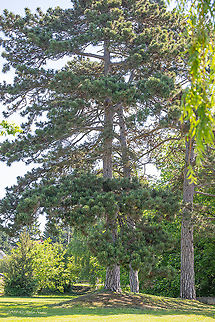 Austrian pine - Pinus nigra ssp. nigra https://www.jungledragon.com/image/91453/austrian_pine_-_pinus_nigra_ssp._nigra.html
https://www.jungledragon.com/image/91454/austrian_pine_-_pinus_nigra_ssp._nigra.html Austrian pine,Black pine,Geotagged,Hungary,Nature,Pinaceae,Pinales,Pinophyta,Pinopsida,Pinus nigra ssp. nigra,Plantae,Spring,Wildlife
