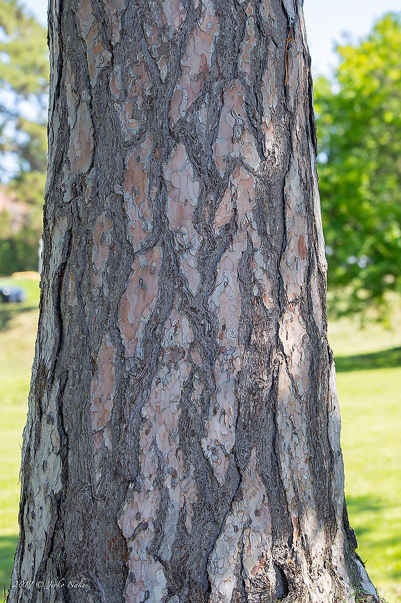 Austrian pine - Pinus nigra ssp. nigra <figure class="photo"><a href="https://www.jungledragon.com/image/91452/austrian_pine_-_pinus_nigra_ssp._nigra.html" title="Austrian pine - Pinus nigra ssp. nigra"><img src="https://s3.amazonaws.com/media.jungledragon.com/images/1332/91452_thumb.jpg?AWSAccessKeyId=05GMT0V3GWVNE7GGM1R2&Expires=1770854410&Signature=tTytIk0BVNv2MZmOFB3Iz8aQVJ4%3D" width="102" height="152" alt="Austrian pine - Pinus nigra ssp. nigra https://www.jungledragon.com/image/91453/austrian_pine_-_pinus_nigra_ssp._nigra.html<br />
https://www.jungledragon.com/image/91454/austrian_pine_-_pinus_nigra_ssp._nigra.html Austrian pine,Black pine,Geotagged,Hungary,Nature,Pinaceae,Pinales,Pinophyta,Pinopsida,Pinus nigra ssp. nigra,Plantae,Spring,Wildlife" /></a></figure><br />
<figure class="photo"><a href="https://www.jungledragon.com/image/91454/austrian_pine_-_pinus_nigra_ssp._nigra.html" title="Austrian pine - Pinus nigra ssp. nigra"><img src="https://s3.amazonaws.com/media.jungledragon.com/images/1332/91454_thumb.jpg?AWSAccessKeyId=05GMT0V3GWVNE7GGM1R2&Expires=1770854410&Signature=WAv4S0tdGEnNWsltG%2FnS1iLSifU%3D" width="200" height="134" alt="Austrian pine - Pinus nigra ssp. nigra https://www.jungledragon.com/image/91452/austrian_pine_-_pinus_nigra_ssp._nigra.html<br />
https://www.jungledragon.com/image/91453/austrian_pine_-_pinus_nigra_ssp._nigra.html Austrian pine,Black pine,Geotagged,Hungary,Nature,Pinaceae,Pinales,Pinophyta,Pinopsida,Pinus nigra ssp. nigra,Plantae,Spring,Wildlife" /></a></figure> Austrian pine,Black pine,Geotagged,Hungary,Nature,Pinaceae,Pinales,Pinophyta,Pinopsida,Pinus nigra ssp. nigra,Plantae,Spring,Wildlife