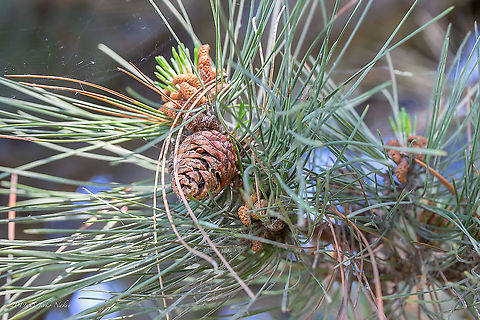 Austrian pine