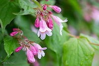 Early weigela - Weigela florida https://www.jungledragon.com/image/91481/early_weigela_-_weigela_florida.html<br />
 Austria,Caprifoliaceae,Dipsacales,Early weigela,Eudicot,Europe,Flowering Plant,Geotagged,Magnoliophyta,Nature,Plantae,Spring,Weigela florida,Weigela praecox,Wildlife