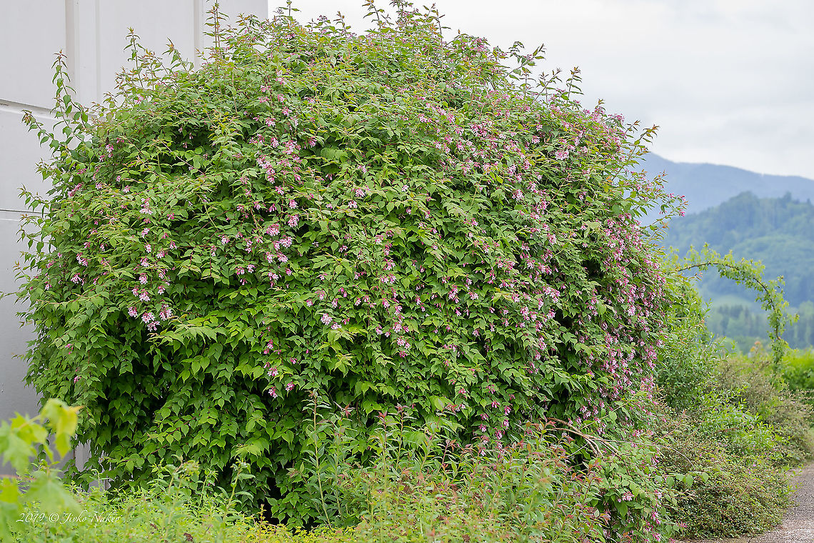 Early weigela - Weigela florida <figure class="photo"><a href="https://www.jungledragon.com/image/91480/early_weigela_-_weigela_florida.html" title="Early weigela - Weigela florida"><img src="https://s3.amazonaws.com/media.jungledragon.com/images/1332/91480_thumb.jpg?AWSAccessKeyId=05GMT0V3GWVNE7GGM1R2&Expires=1759968010&Signature=fGKOhxtPD1vscB2IwiGzKxer0ck%3D" width="200" height="134" alt="Early weigela - Weigela florida https://www.jungledragon.com/image/91481/early_weigela_-_weigela_florida.html<br />
 Austria,Caprifoliaceae,Dipsacales,Early weigela,Eudicot,Europe,Flowering Plant,Geotagged,Magnoliophyta,Nature,Plantae,Spring,Weigela florida,Weigela praecox,Wildlife" /></a></figure> Austria,Caprifoliaceae,Dipsacales,Early weigela,Eudicot,Europe,Flowering Plant,Geotagged,Magnoliophyta,Nature,Plantae,Spring,Weigela florida,Weigela praecox,Wildlife