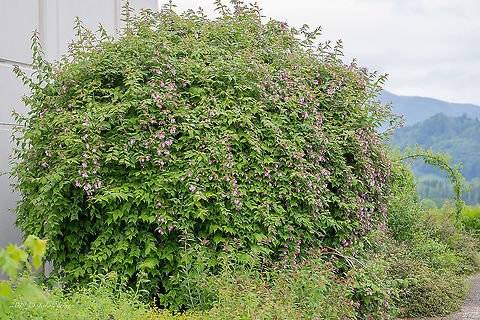 Early weigela - Weigela florida https://www.jungledragon.com/image/91480/early_weigela_-_weigela_florida.html Austria,Caprifoliaceae,Dipsacales,Early weigela,Eudicot,Europe,Flowering Plant,Geotagged,Magnoliophyta,Nature,Plantae,Spring,Weigela florida,Weigela praecox,Wildlife